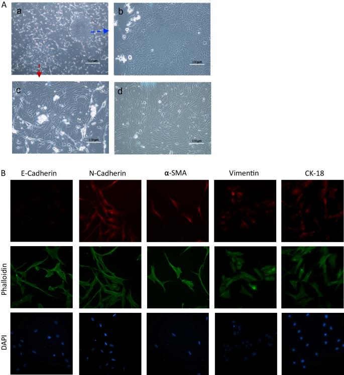 research article on mesenchymal stem cells figure 1
