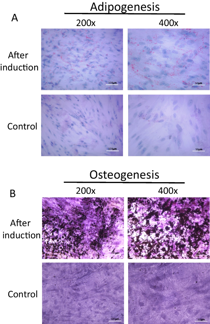 research article on mesenchymal stem cells figure 3