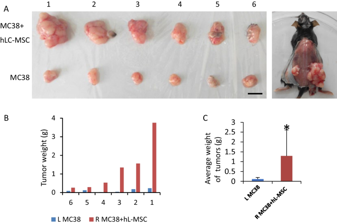 research article on mesenchymal stem cells figure 4