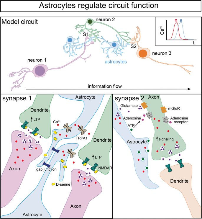 Schematic representation illustrating the astrocyte-synapse alterations