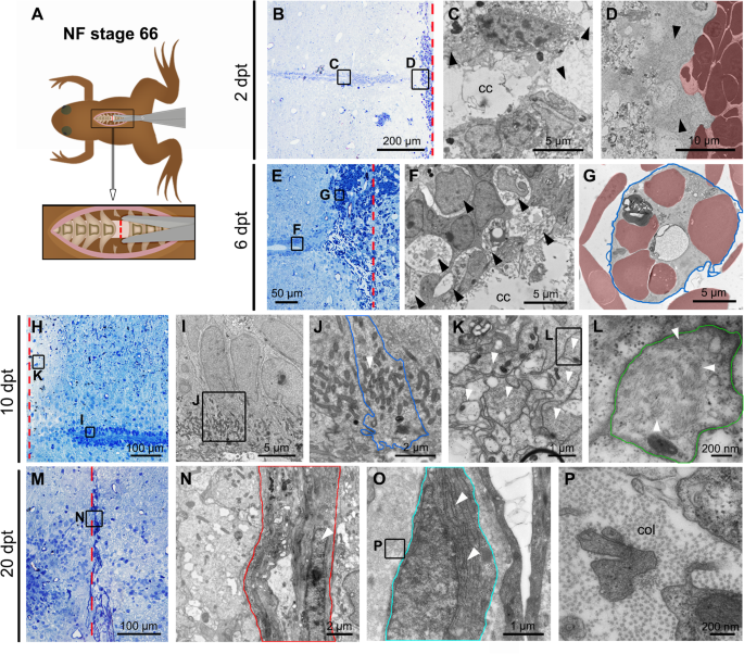 Cellular response to spinal cord injury in regenerative and  non-regenerative stages in Xenopus laevis | Neural Development | Full Text