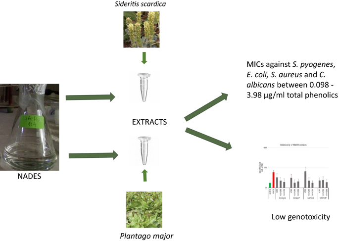 Extracts Of Medicinal Plants With Natural Deep Eutectic Solvents Enhanced Antimicrobial Activity And Low Genotoxicity Bmc Chemistry Full Text