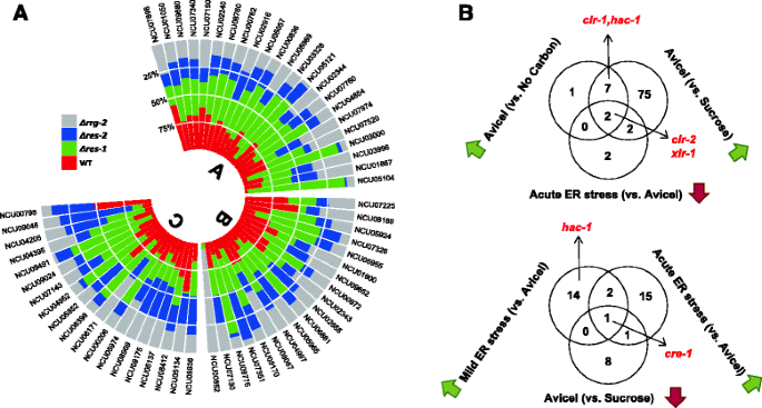 Genome-wide analysis of the endoplasmic reticulum stress response ...