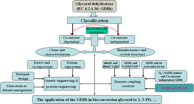 Computational Study of Glycerol Binding within the Active Site of Coenzyme  B12-Dependent Diol Dehydratase