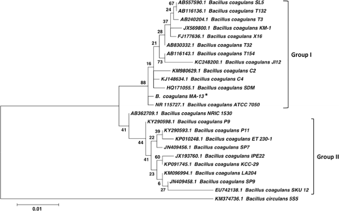 Bacillus Coagulans Ma 13 A Promising Thermophilic And Cellulolytic Strain For The Production Of Lactic Acid From Lignocellulosic Hydrolysate Biotechnology For Biofuels And Bioproducts Full Text