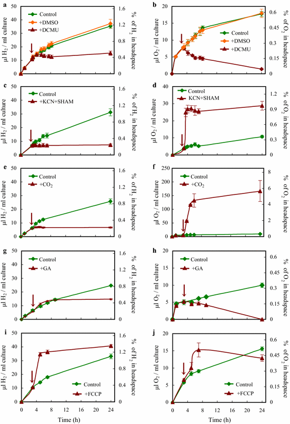 Water Splitting Based Sustainable And Efficient H 2 Production In Green Algae As Achieved By Substrate Limitation Of The Calvin Benson Bassham Cycle Biotechnology For Biofuels Full Text