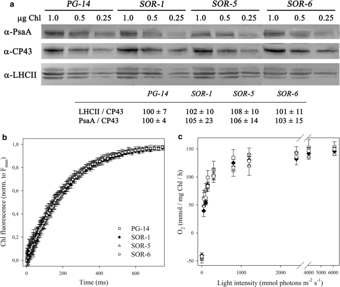 Combined Resistance To Oxidative Stress And Reduced Antenna Size Enhance Light To Biomass Conversion Efficiency In Chlorella Vulgaris Cultures Biotechnology For Biofuels Full Text