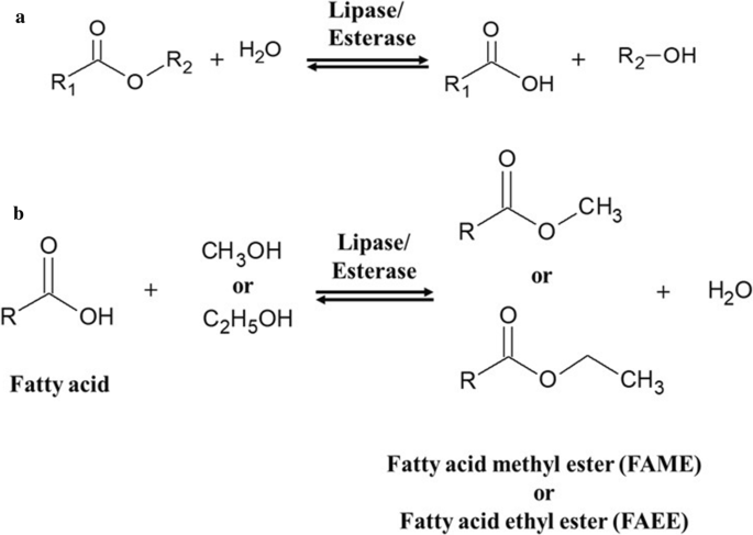 Biodiesel and flavor compound production using a novel promiscuous  cold-adapted SGNH-type lipase (HaSGNH1) from the psychrophilic bacterium  Halocynthiibacter arcticus | Biotechnology for Biofuels and Bioproducts |  Full Text