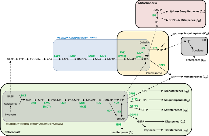 Strategies For The Production Of Biochemicals In Bioenergy Crops Biotechnology For Biofuels Full Text