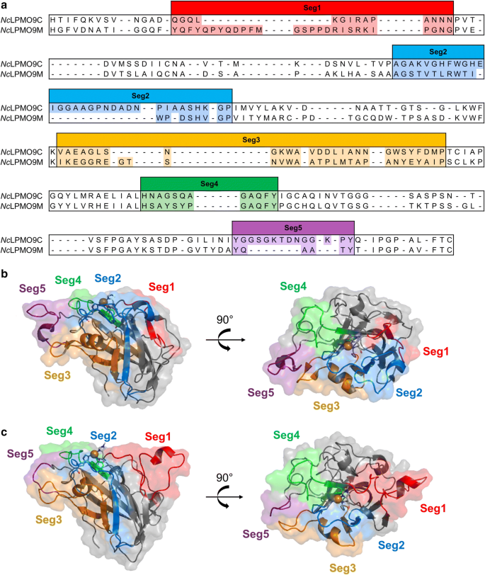 Configuration Of Active Site Segments In Lytic Polysaccharide Monooxygenases Steers Oxidative Xyloglucan Degradation Biotechnology For Biofuels Full Text