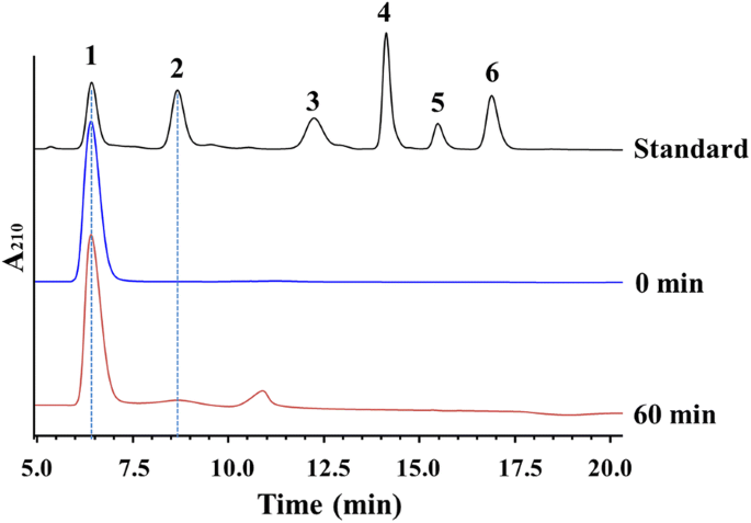 A Novel Bacterial B N Acetyl Glucosaminidase From Chitinolyticbacter Meiyuanensis Possessing Transglycosylation And Reverse Hydrolysis Activities Biotechnology For Biofuels Full Text