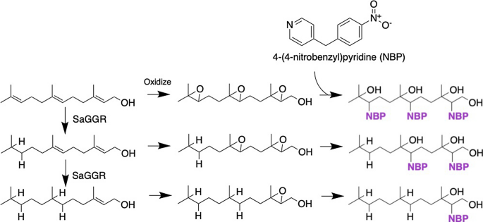 scheme 1