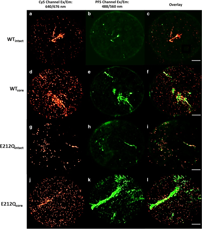 Interfacial Molecular Interactions Of Cellobiohydrolase Cel7a And Its Variants On Cellulose Springerlink