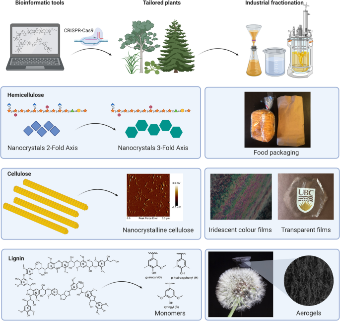 Tailoring renewable materials via plant biotechnology | Biotechnology for  Biofuels and Bioproducts | Full Text