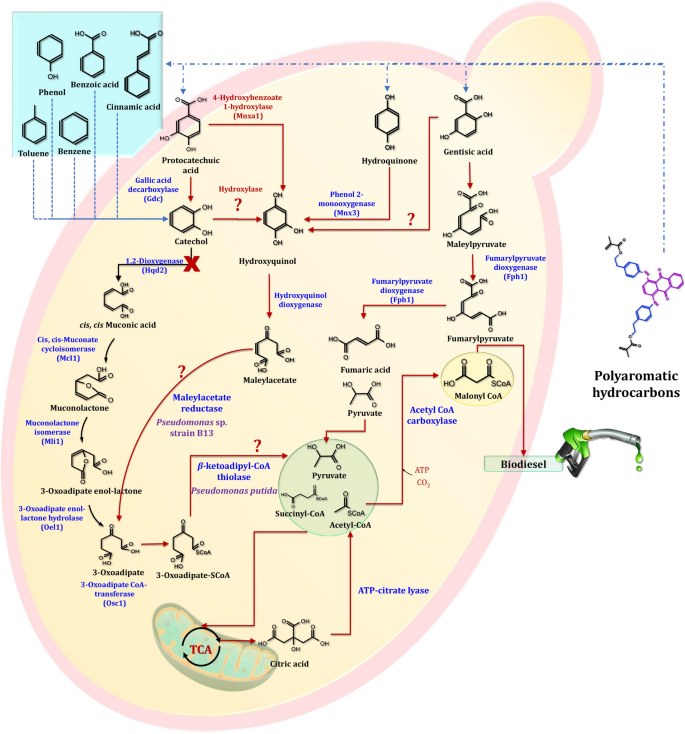 figure 24