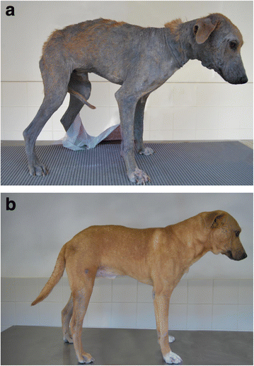 against generalized demodicosis in dogs 