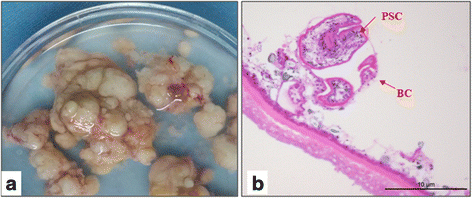 In Vitro Culture Of Echinococcus Multilocularis Producing Protoscoleces And Mouse Infection With The Cultured Vesicles Parasites Vectors Full Text