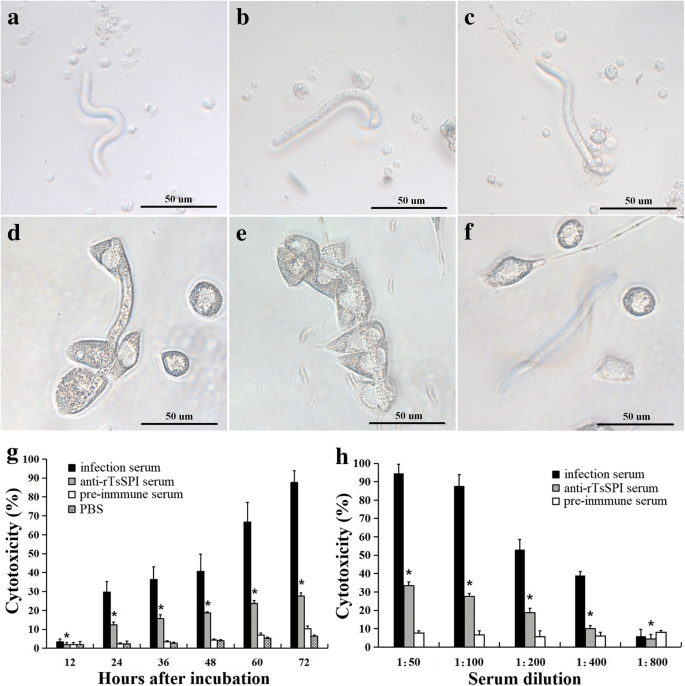 Characterization Of A Serine Protease Inhibitor From Trichinella Spiralis And Its Participation In Larval Invasion Of Host S Intestinal Epithelial Cells Parasites Vectors Full Text