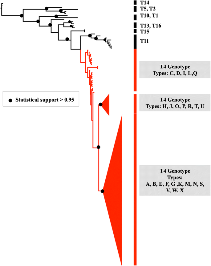 Genotypic Diversity Of Acanthamoeba Strains Isolated From Chilean Patients With Acanthamoeba Keratitis Parasites Vectors Full Text