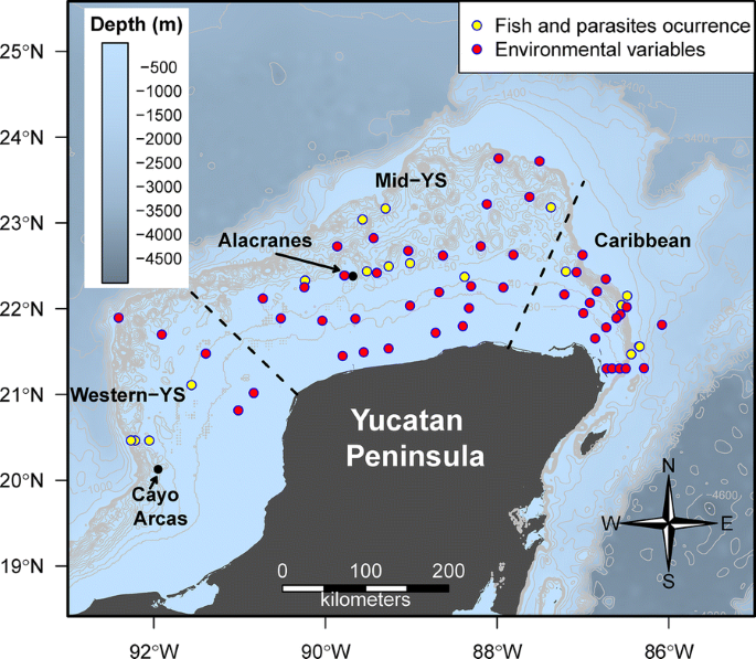 Metazoan Parasite Infracommunities Of The Dusky Flounder Syacium Papillosum As Bioindicators Of Environmental Conditions In The Continental Shelf Of The Yucatan Peninsula Mexico Parasites Vectors Full Text