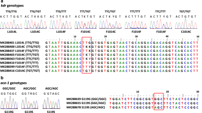 Resistance To Pyrethroid And Organophosphate Insecticides And The Geographical Distribution And Polymorphisms Of Target Site Mutations In Voltage Gated Sodium Channel And Acetylcholinesterase 1 Genes In Anopheles Sinensis Populations In Shanghai Resistance To Pyrethroid And Organophosphate Insecticides And The Geographical Distribution And Polymorphisms Of Target Site Mutations In Voltage Gated Sodium Channel And Acetylcholinesterase 1 Genes In Anopheles Sinensis Populations In Shanghai