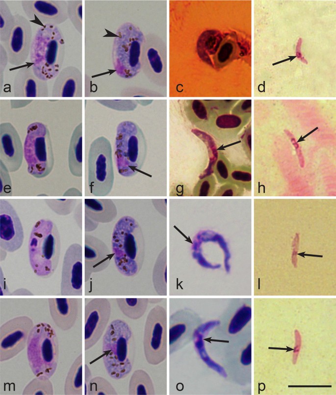 Sporogony Of Four Haemoproteus Species Haemosporida Haemoproteidae With Report Of In Vitro Ookinetes Of Haemoproteus Hirundinis Phylogenetic Inference Indicates Patterns Of Haemosporidian Parasite Ookinete Development Parasites Vectors Full