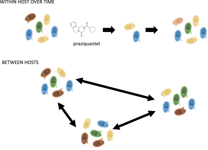 schistosomiasis praziquantel adag)