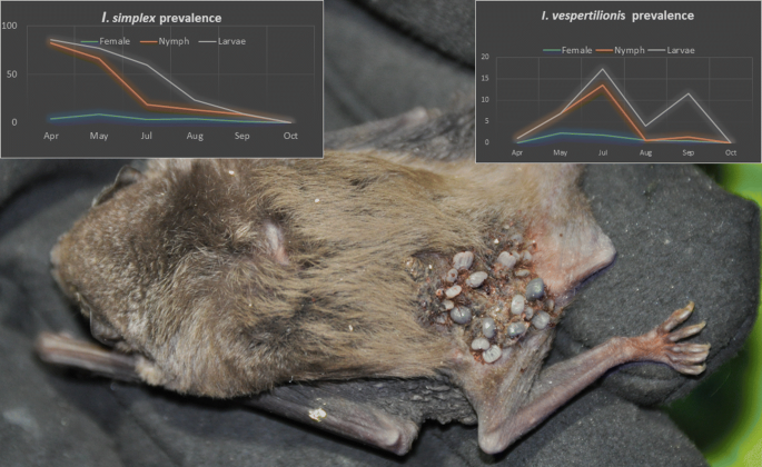 Bats and ticks: host selection and seasonality of bat-specialist ticks in  eastern Europe | Parasites & Vectors | Full Text