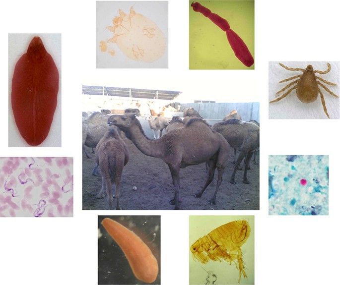 Common Parasites of Veterinary Importance - The University of