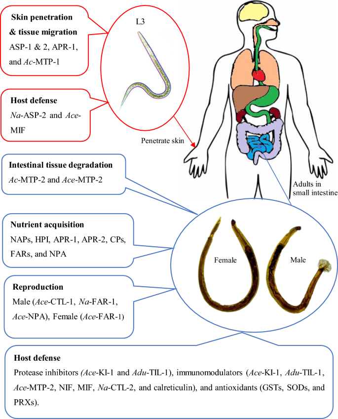 Hookworm és necatorosis kezelés az emberekben - Hookworm hookworm hookworm kezelés