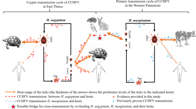 Crimean Congo Hemorrhagic Fever Virus In Tortoises And Hyalomma Aegyptium Ticks In East Thrace Turkey Potential Of A Cryptic Transmission Cycle Parasites Vectors Full Text