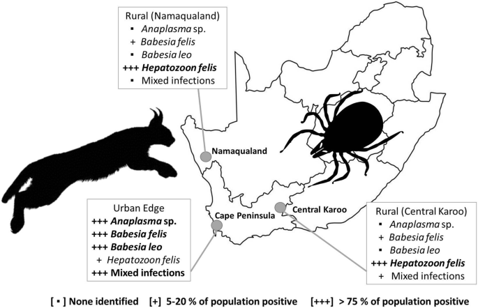 Molecular detection of tick-borne pathogens in caracals (Caracal ...