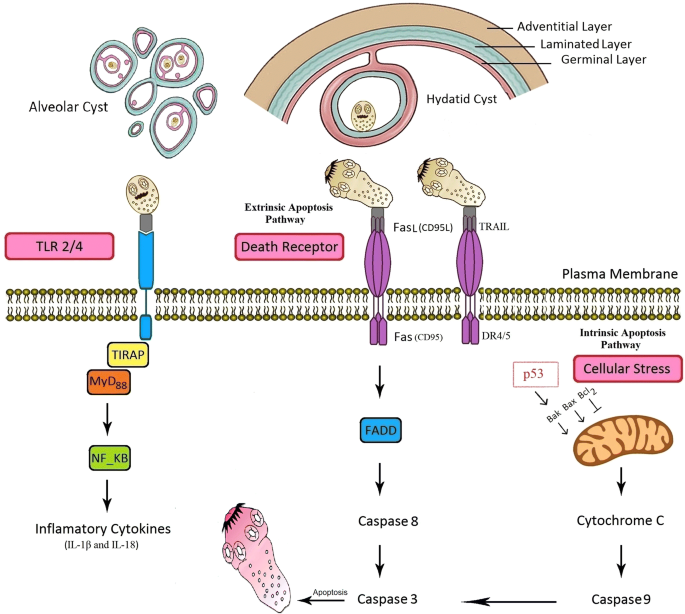 how do humans get infected with echinococcus granulosus