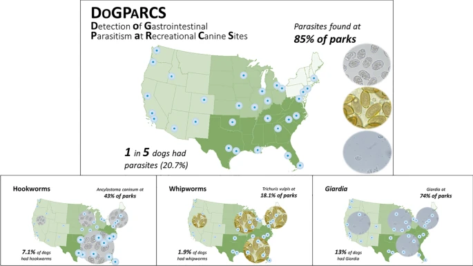 Parasites found in dog parks - PawSheets