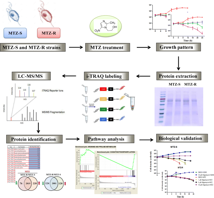 Proteomic Signatures Of Metronidazole Resistant Trichomonas Vaginalis Reveal Novel Proteins Associated With Drug Resistance Parasites Vectors Full Text