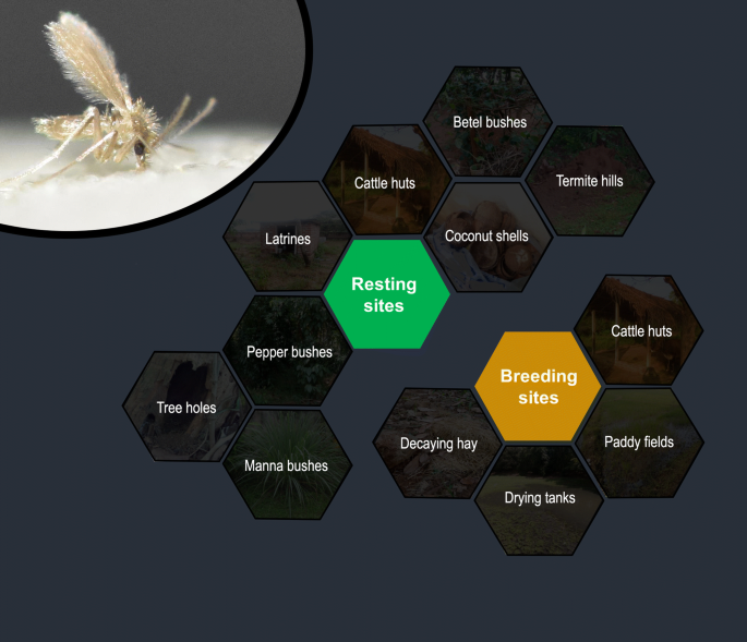 sand fly life cycle