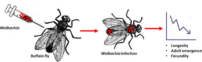 Transinfection of buffalo flies (Haematobia irritans exigua) Wolbachia and effect host biology | Parasites & Vectors | Full Text