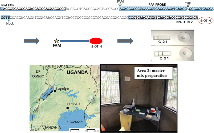 Application Of A Recombinase Polymerase Amplification Rpa Assay And Pilot Field Testing For Giardia Duodenalis At Lake Albert Uganda Parasites Vectors Full Text