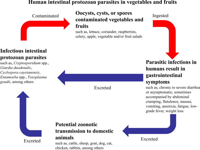 parasites in humans stomach