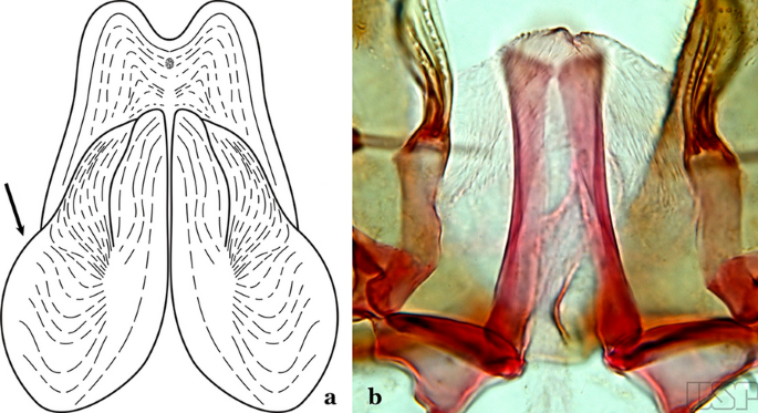 figure 38