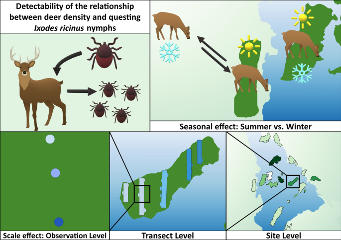 Sampling scale and season influence the observed relationship 