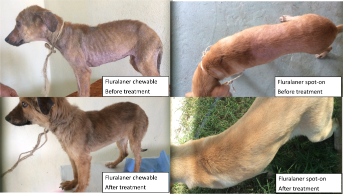 mild sarcoptic mange in dogs