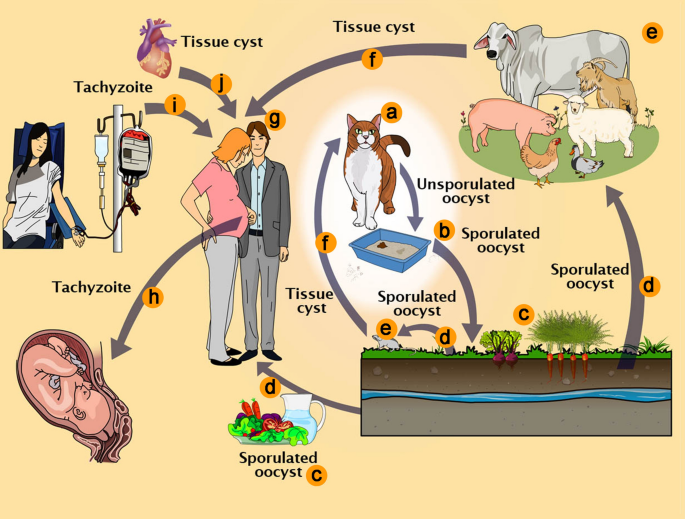 toxoplazma projekt