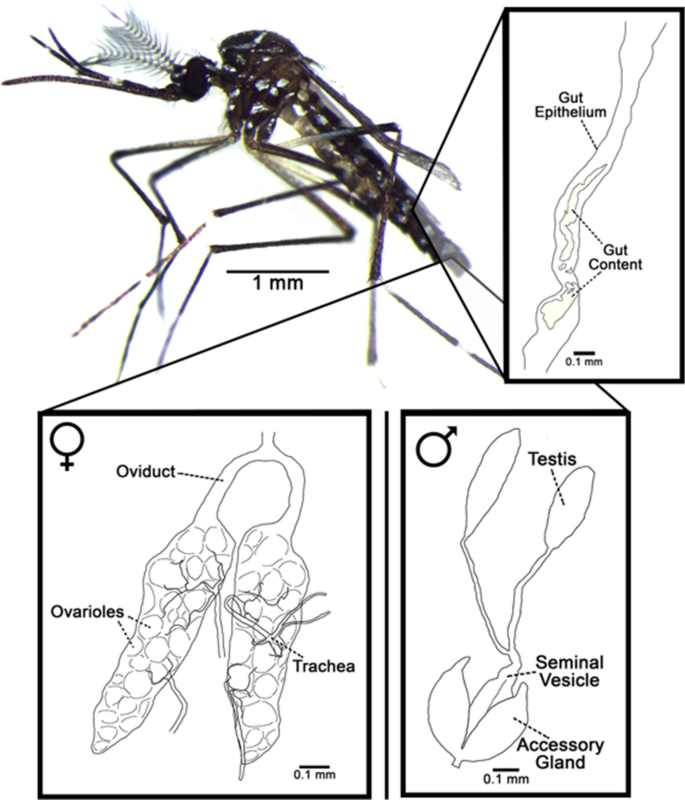 Wolbachia infection in wild mosquitoes (Diptera: Culicidae): implications  for transmission modes and host-endosymbiont associations in Singapore |  Parasites & Vectors | Full Text