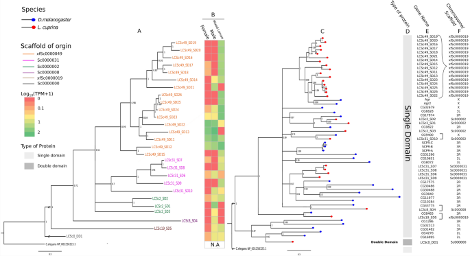 Major Scp Taps Protein Expansion In Lucilia Cuprina Is Associated With Novel Tandem Array Organisation And Domain Architecture Parasites Vectors Full Text Major Scp Taps Protein Expansion In Lucilia Cuprina Is Associated With Novel Tandem Array Organisation And Domain Architecture Parasites Vectors Full Text