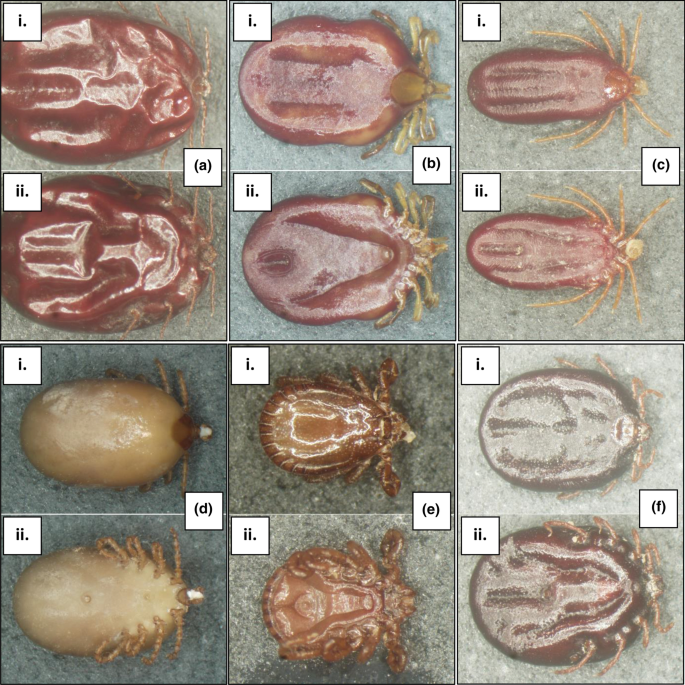 Morphological identification of ticks and molecular detection of tick-borne pathogens from (Vombatus ursinus) | Parasites & Vectors | Full Text