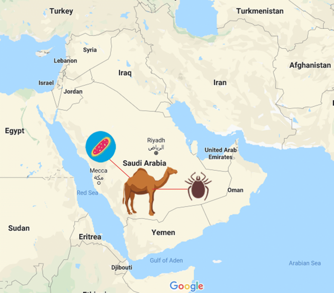 Ticks and associated pathogens in camels (Camelus dromedarius) from Riyadh  Province, Saudi Arabia | Parasites & Vectors | Full Text