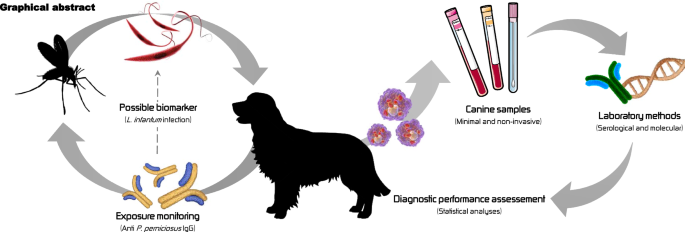 Monitoring Leishmania infection and exposure to Phlebotomus perniciosus  using minimal and non-invasive canine samples | Parasites & Vectors | Full  Text