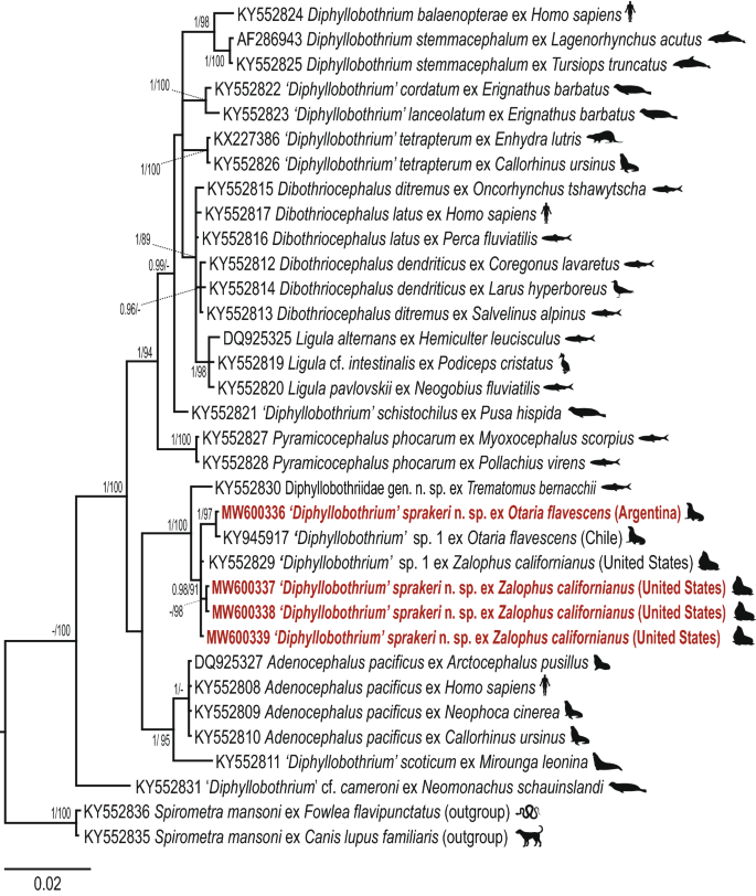 Update on the Human Broad Tapeworm (Genus Diphyllobothrium