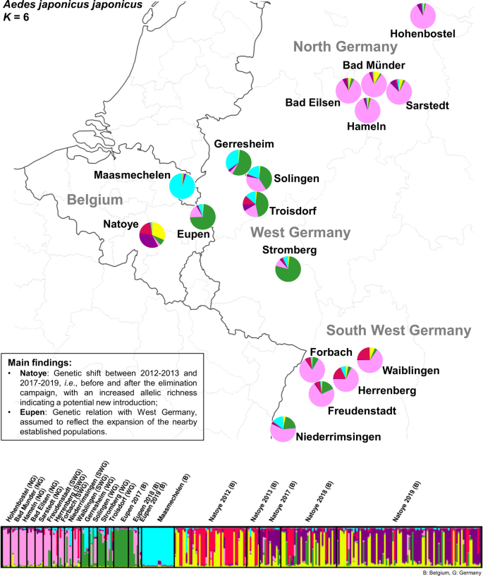 Population genetic structure of the Asian bush mosquito, Aedes japonicus  (Diptera, Culicidae), in Belgium suggests multiple introductions |  SpringerLink